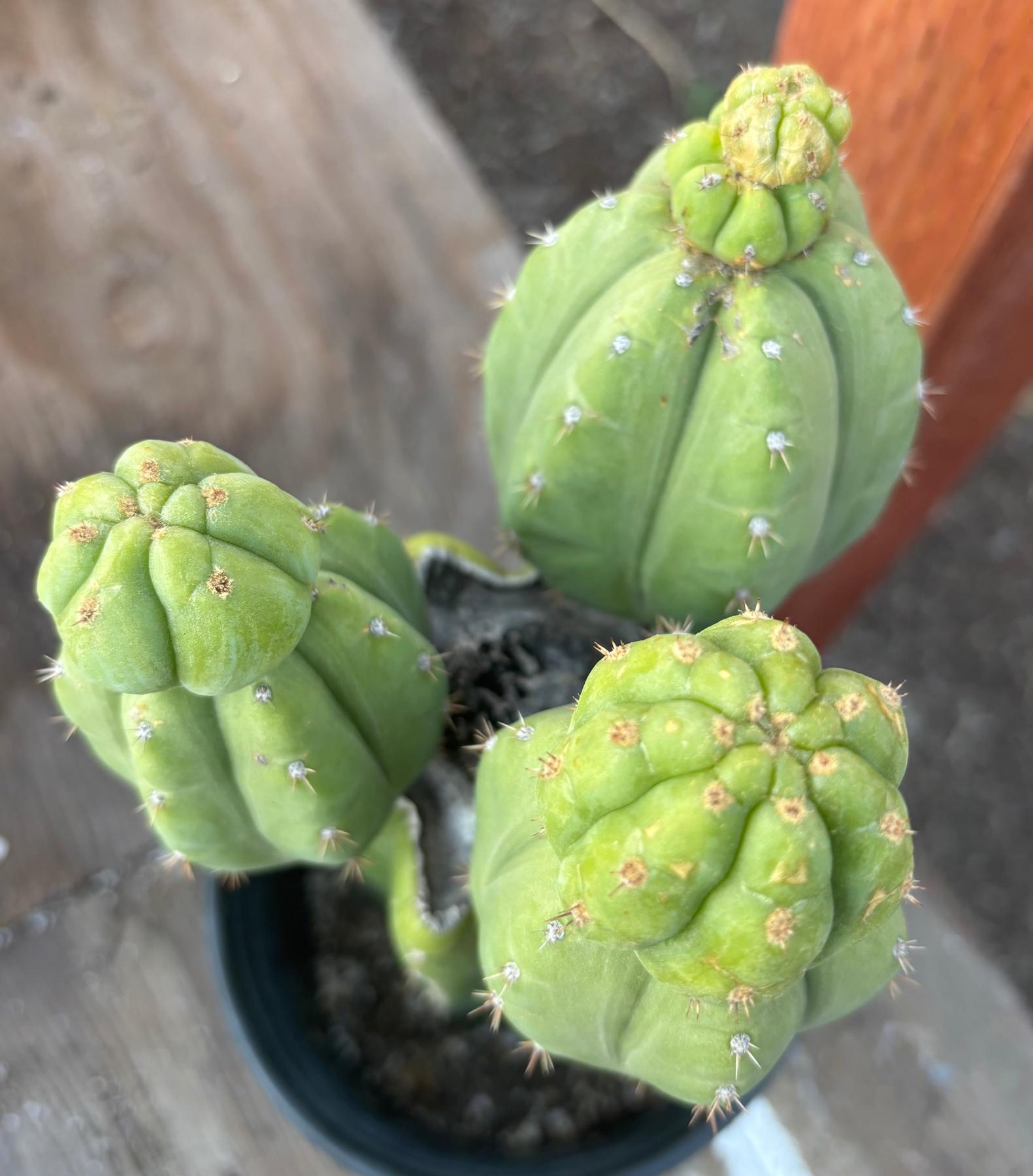 #EC348 EXACT Trichocereus Pachanoi DeCosta Cactus 12”-Cactus - Large - Exact-The Succulent Source