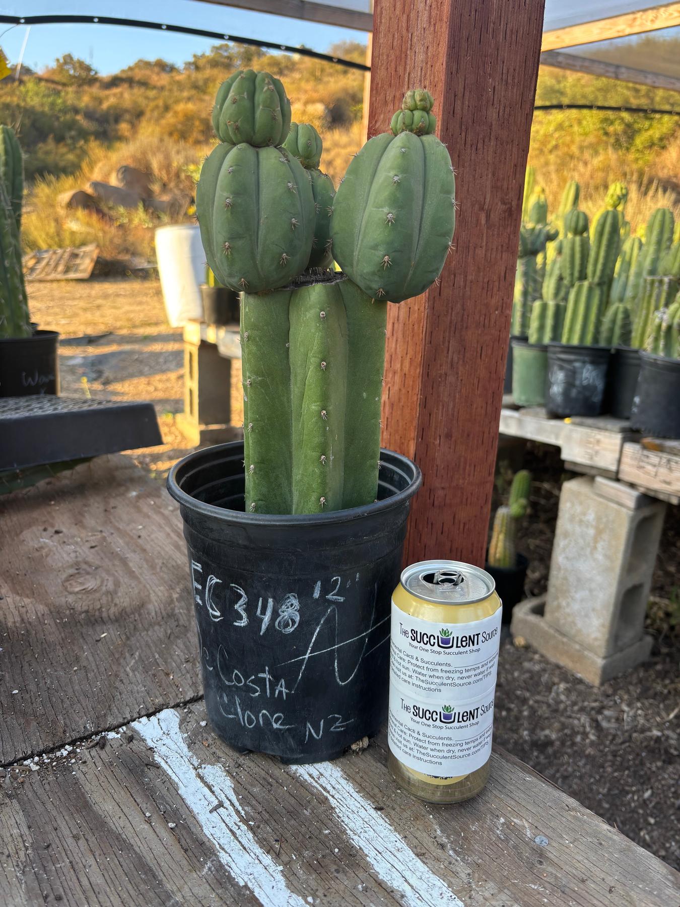 #EC348 EXACT Trichocereus Pachanoi DeCosta Cactus 12”-Cactus - Large - Exact-The Succulent Source