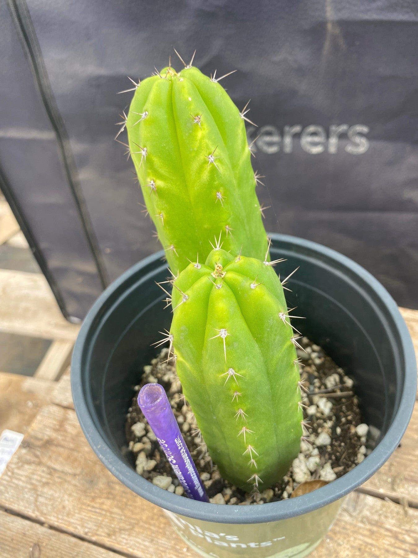 #EC349 EXACT Trichocereus Hybrid Huarazensis X Kimnach Cactus 7.5” 5.5”-Cactus - Large - Exact-The Succulent Source