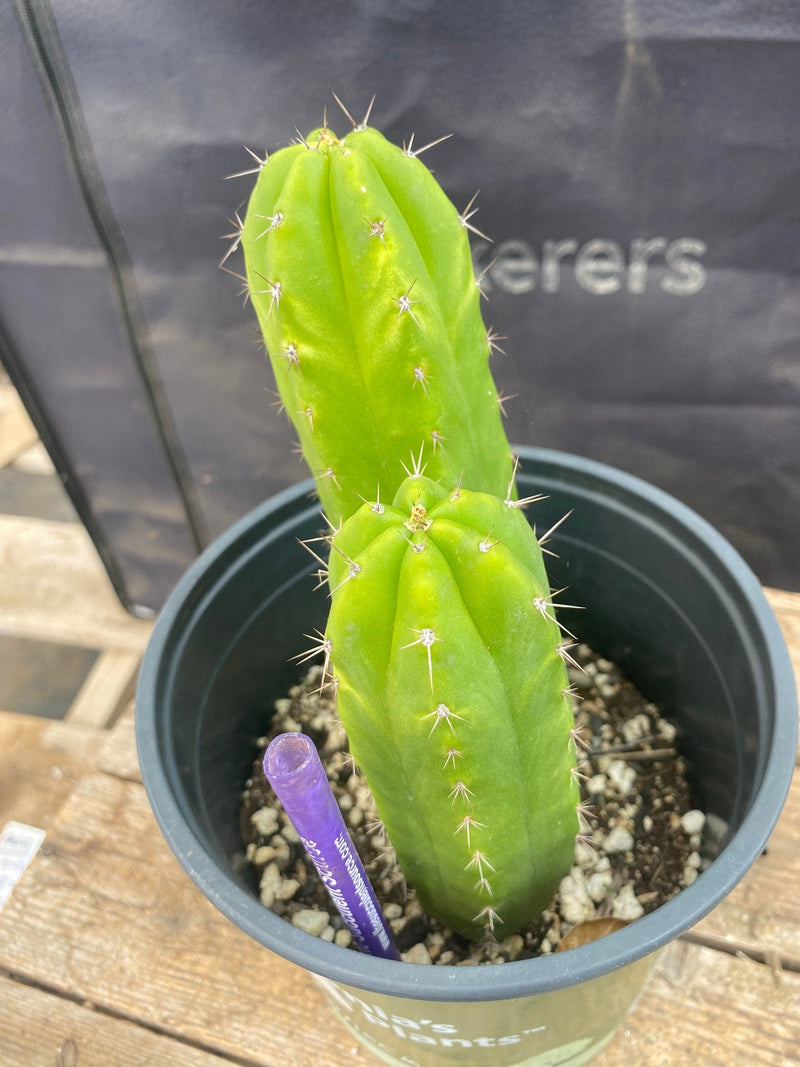 #EC349 EXACT Trichocereus Hybrid Huarazensis X Kimnach Cactus 7.5” 5.5”