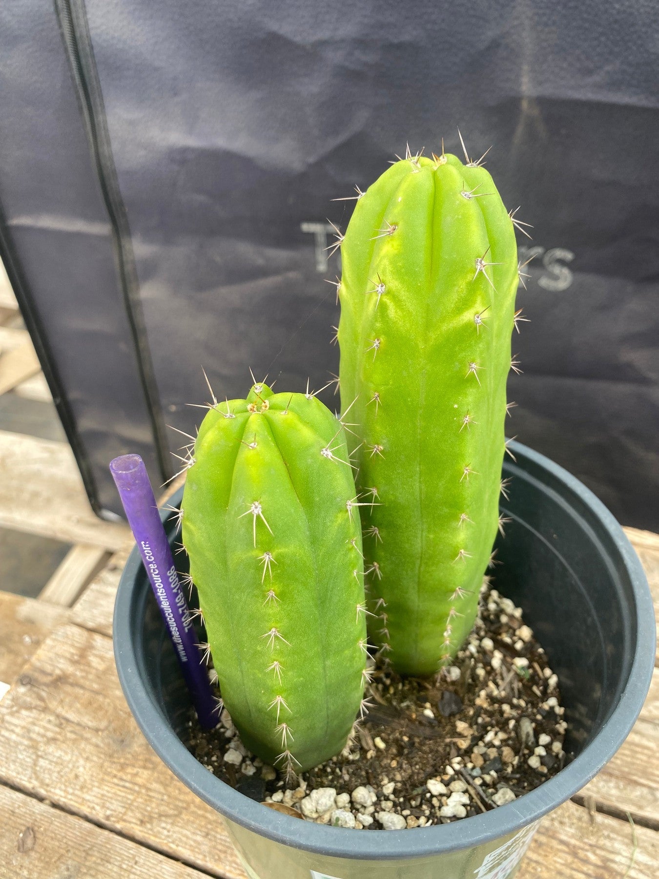 #EC349 EXACT Trichocereus Hybrid Huarazensis X Kimnach Cactus 7.5” 5.5”-Cactus - Large - Exact-The Succulent Source