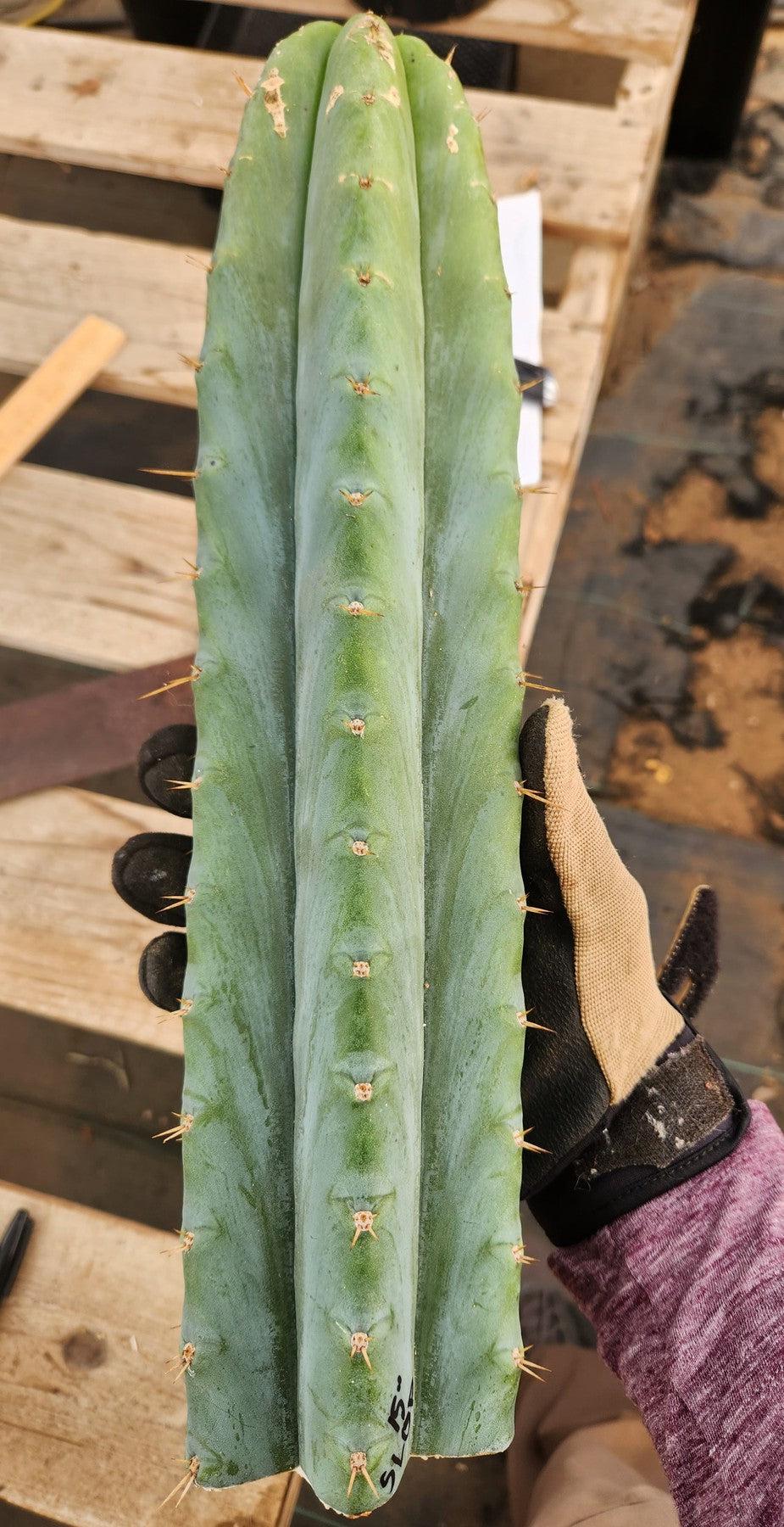 #EC35 EXACT Trichocereus SLOP Cutts from the Aliens-Cactus - Large - Exact-The Succulent Source