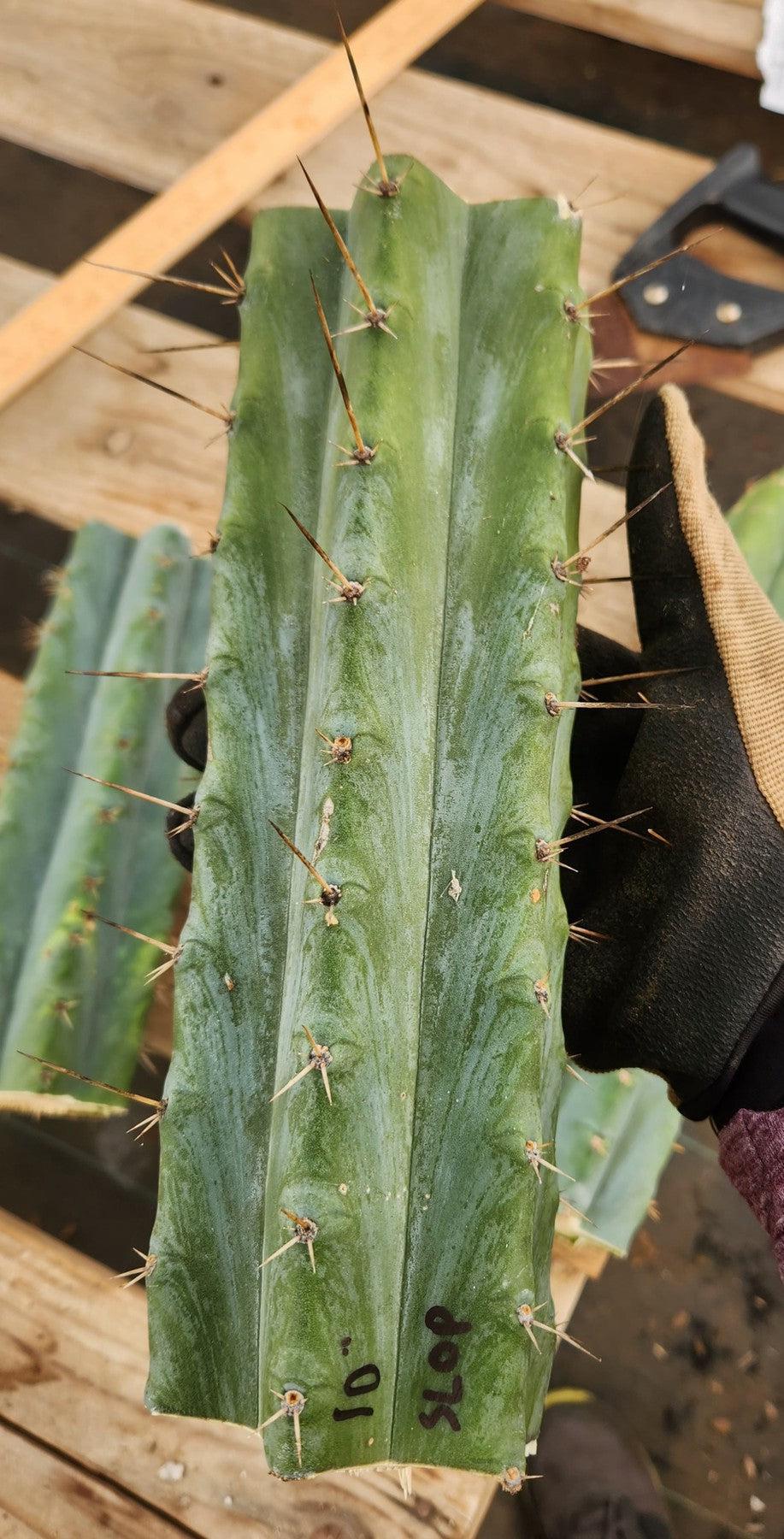 #EC35 EXACT Trichocereus SLOP Cutts from the Aliens-Cactus - Large - Exact-The Succulent Source