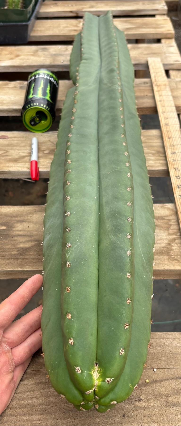 #EC350 EXACT Trichocereus Peruvianus Long Spine X Short Spine 38”-Cactus - Large - Exact-The Succulent Source