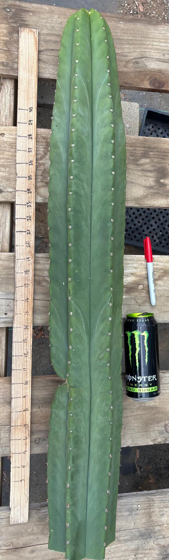#EC350 EXACT Trichocereus Peruvianus Long Spine X Short Spine 38”-Cactus - Large - Exact-The Succulent Source