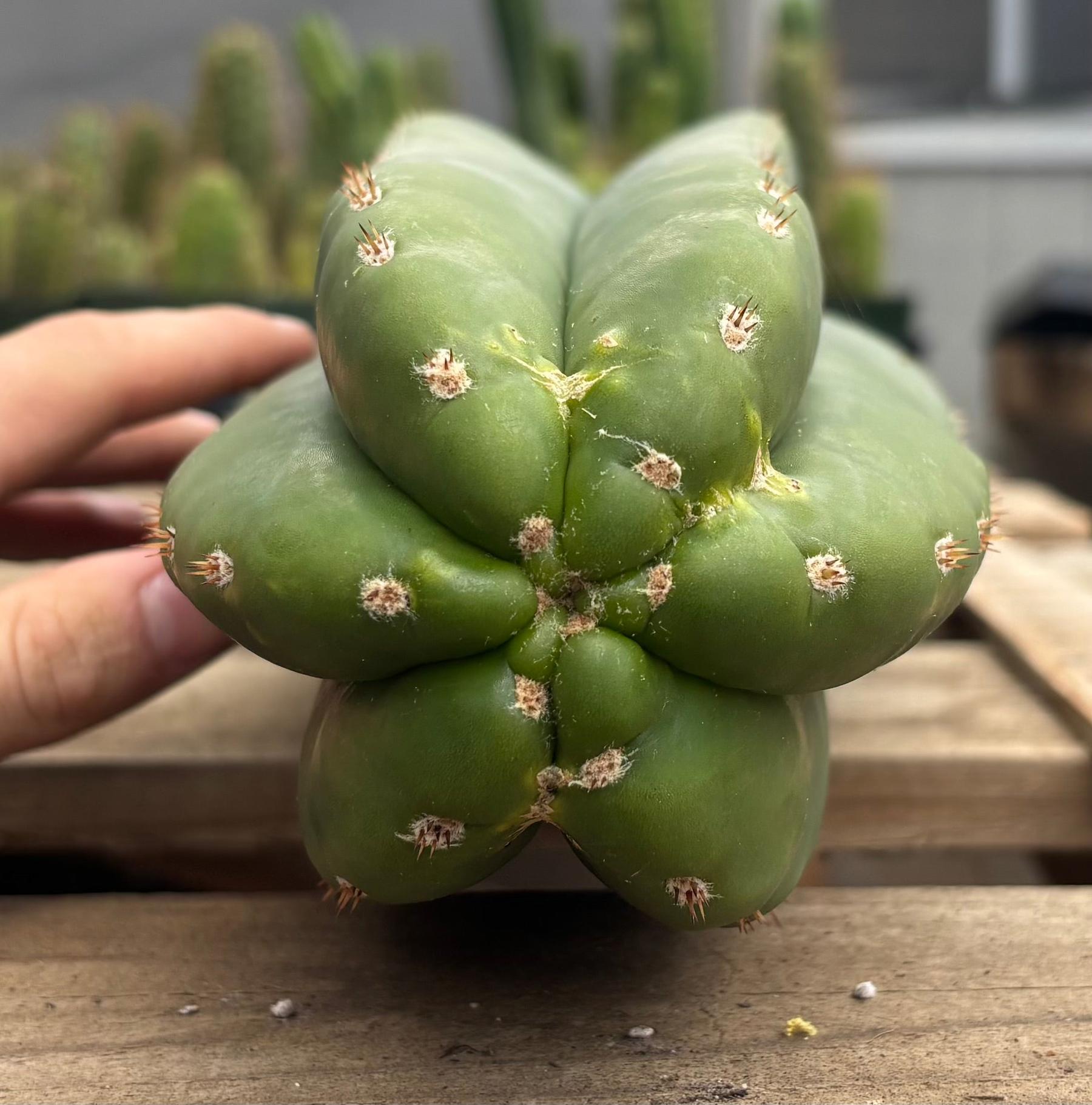 #EC350 EXACT Trichocereus Peruvianus Long Spine X Short Spine 38”-Cactus - Large - Exact-The Succulent Source