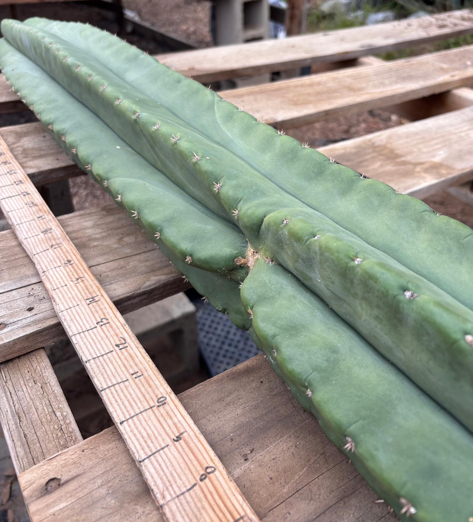 #EC350 EXACT Trichocereus Peruvianus Long Spine X Short Spine 38”-Cactus - Large - Exact-The Succulent Source