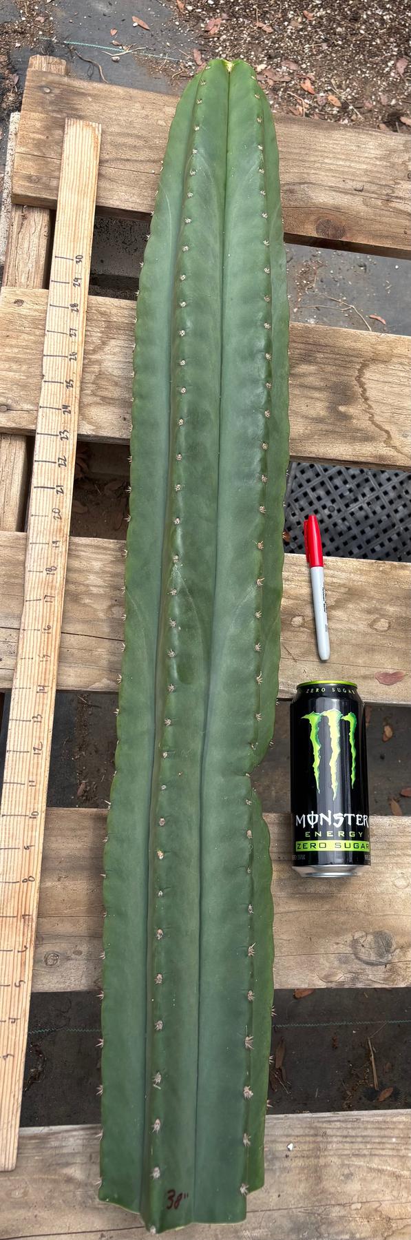 #EC350 EXACT Trichocereus Peruvianus Long Spine X Short Spine 38”-Cactus - Large - Exact-The Succulent Source