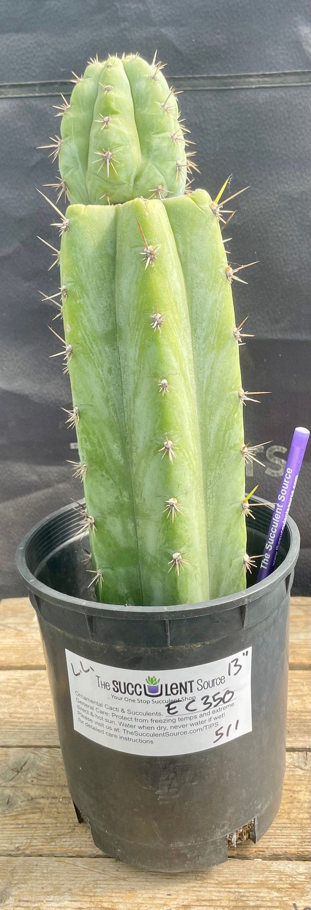 #EC350 EXACT Trichocereus Lost Label Cactus 13"-Cactus - Large - Exact-The Succulent Source