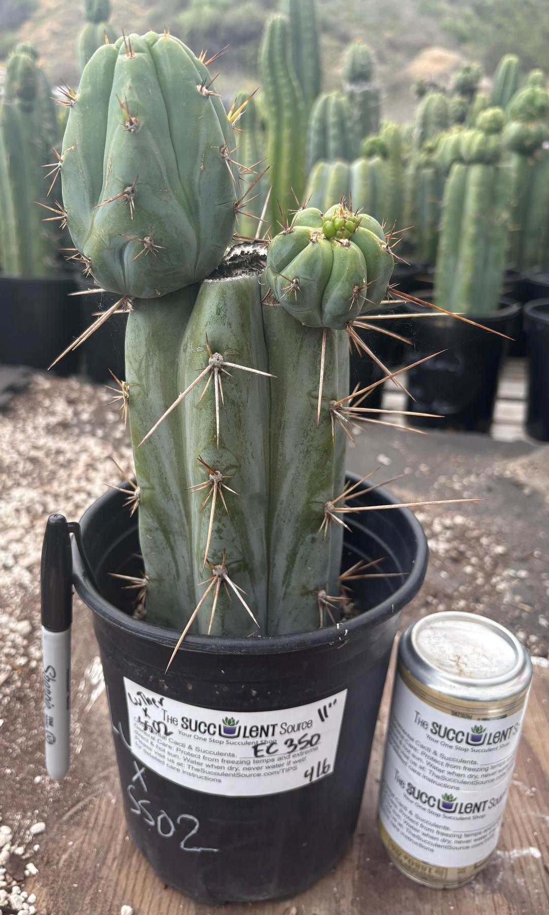 #EC350 EXACT Trichocereus Peruvianus Luther Burbank X SS02 Cactus 11”-Cactus - Large - Exact-The Succulent Source