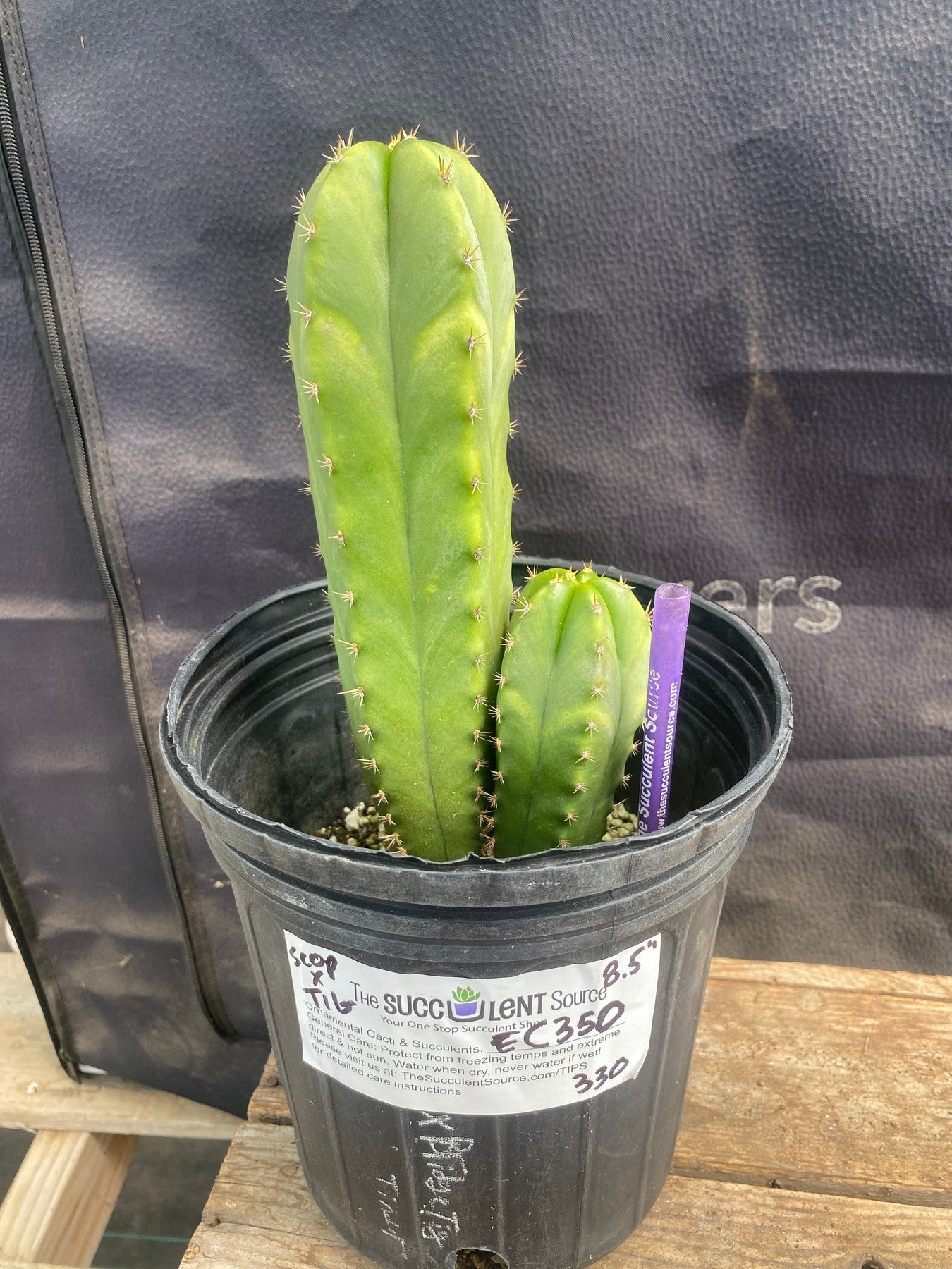 #EC350 EXACT (species) Ornamental Cactus (size)-Cactus - Large - Exact-The Succulent Source