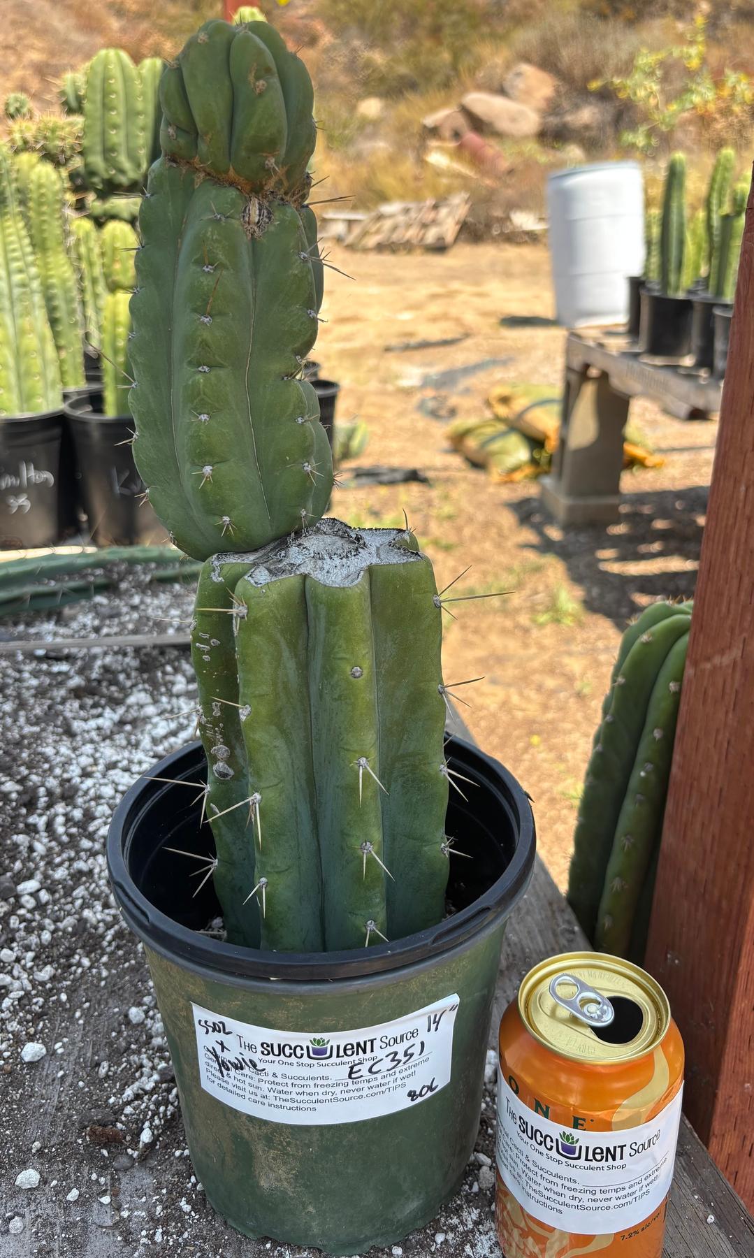 #EC351 EXACT Trichocereus Bridgesii SS02 X Pachanoi Yowie Cactus 14”-Cactus - Large - Exact-The Succulent Source