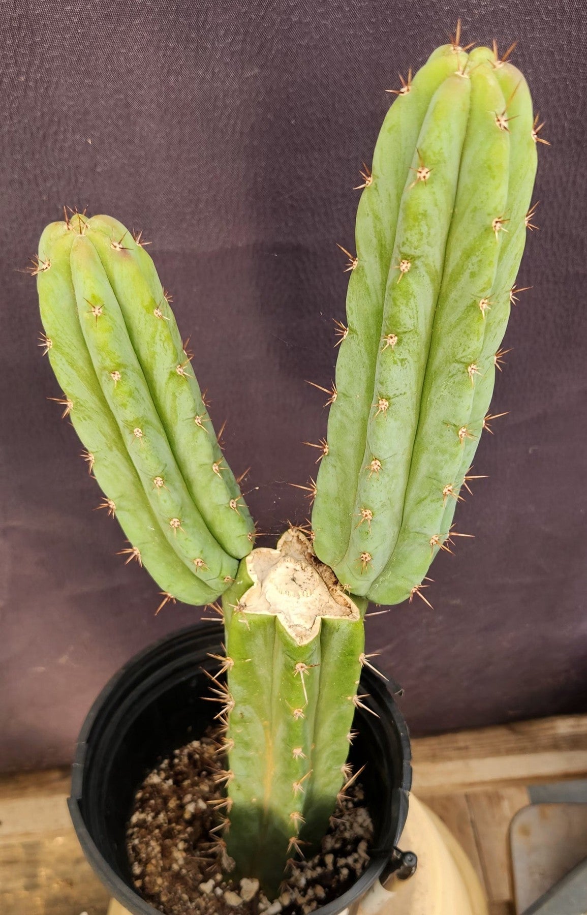 #EC351 EXACT Trichocereus Hybrid Pachanoi Dafuq X Alpine Cactus 16"-Cactus - Large - Exact-The Succulent Source