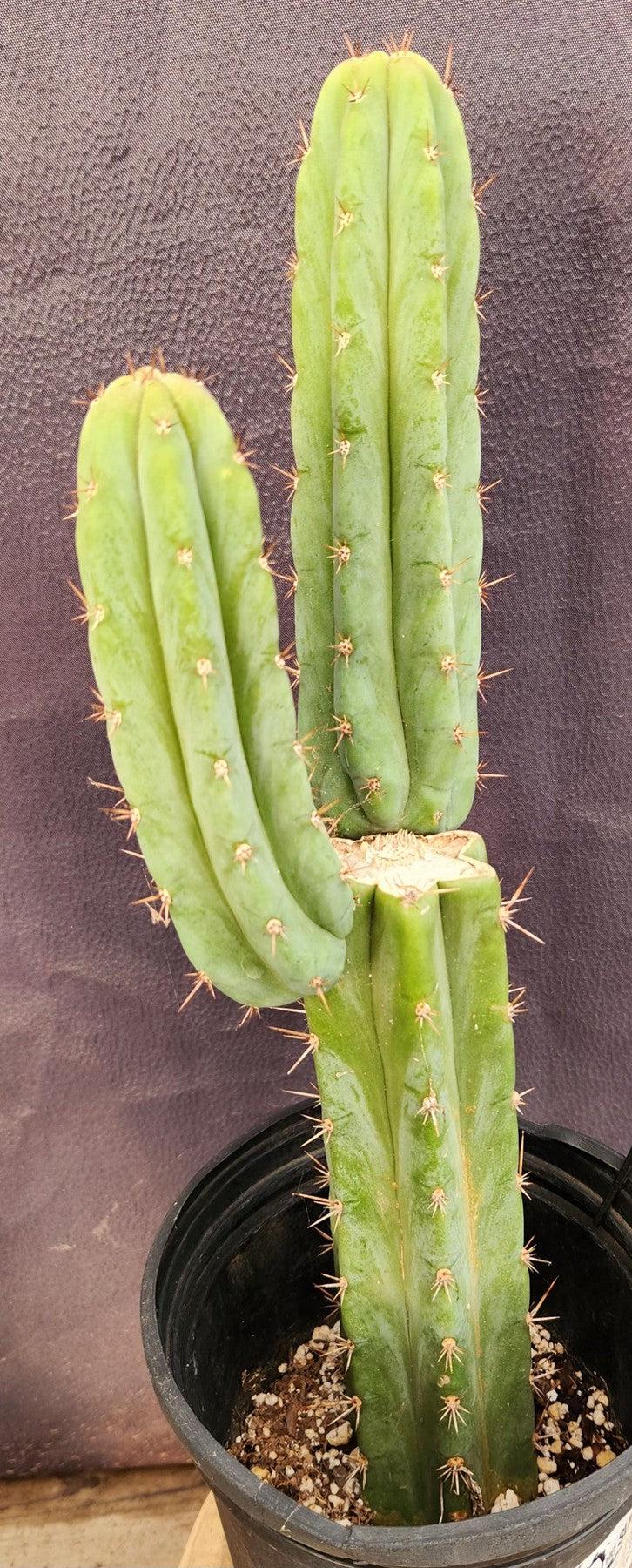 #EC351 EXACT Trichocereus Hybrid Pachanoi Dafuq X Alpine Cactus 16"-Cactus - Large - Exact-The Succulent Source