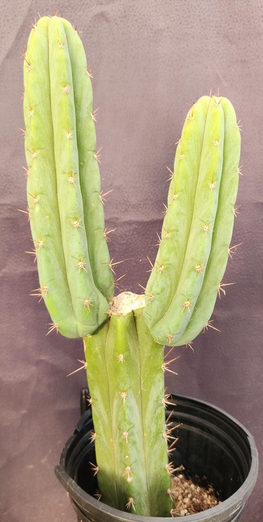 #EC351 EXACT Trichocereus Hybrid Pachanoi Dafuq X Alpine Cactus 16"-Cactus - Large - Exact-The Succulent Source