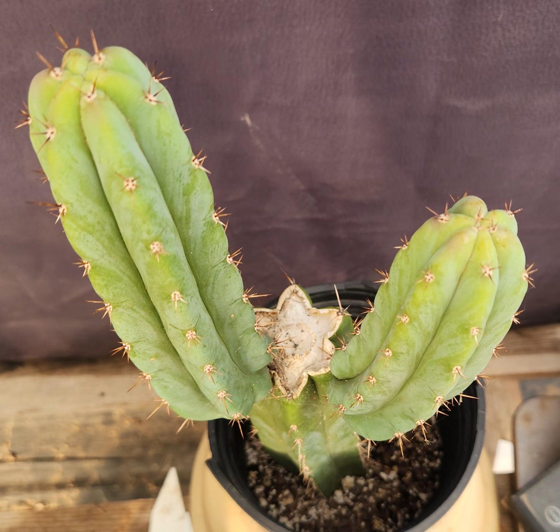 #EC351 EXACT Trichocereus Hybrid Pachanoi Dafuq X Alpine Cactus 16"-Cactus - Large - Exact-The Succulent Source