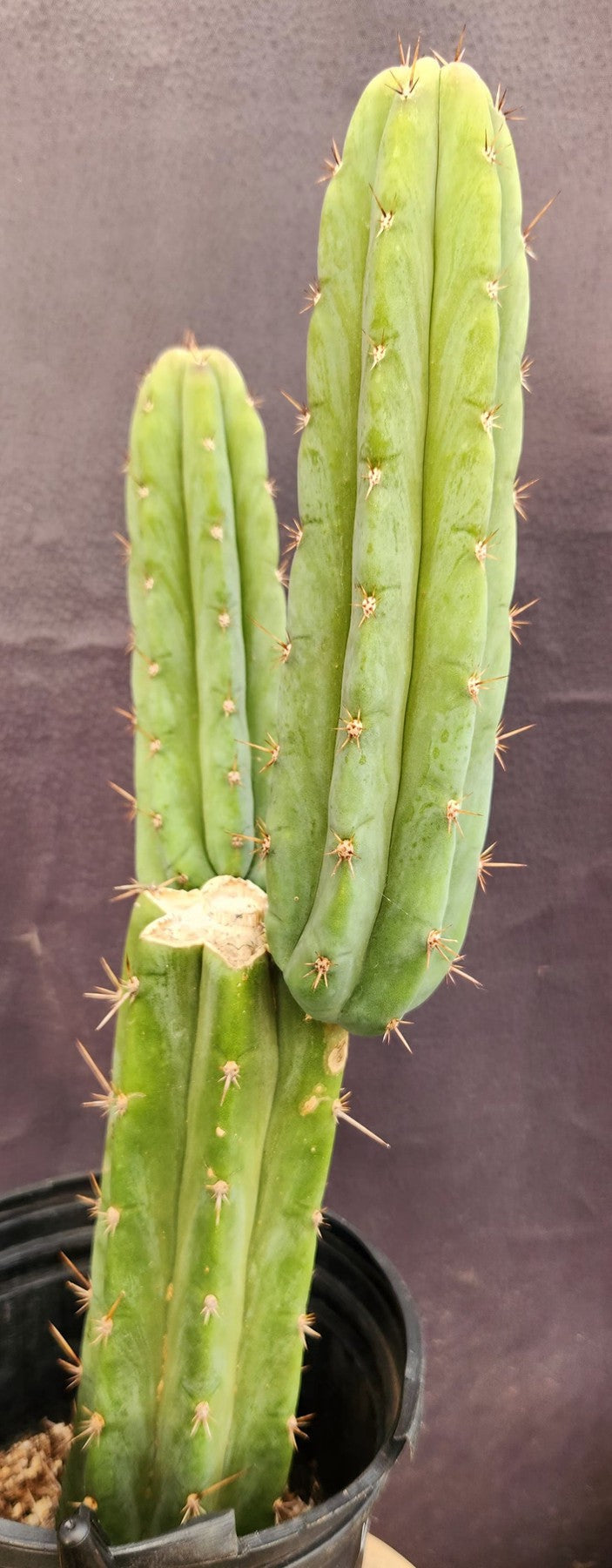 #EC351 EXACT Trichocereus Hybrid Pachanoi Dafuq X Alpine Cactus 16"-Cactus - Large - Exact-The Succulent Source