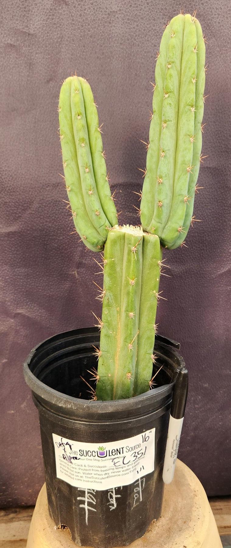 #EC351 EXACT Trichocereus Hybrid Pachanoi Dafuq X Alpine Cactus 16"-Cactus - Large - Exact-The Succulent Source