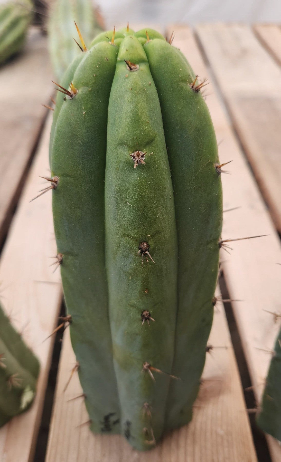 #EC351 EXACT Trichocereus Hybrid Pachanoi Dafuq X Alpine Cactus Cuttings-Cactus - Large - Exact-The Succulent Source