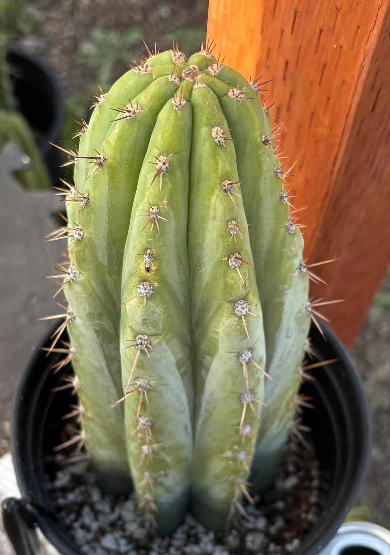 #EC351 EXACT Trichocereus Peruvianus IrvNav Cactus 10”-Cactus - Large - Exact-The Succulent Source