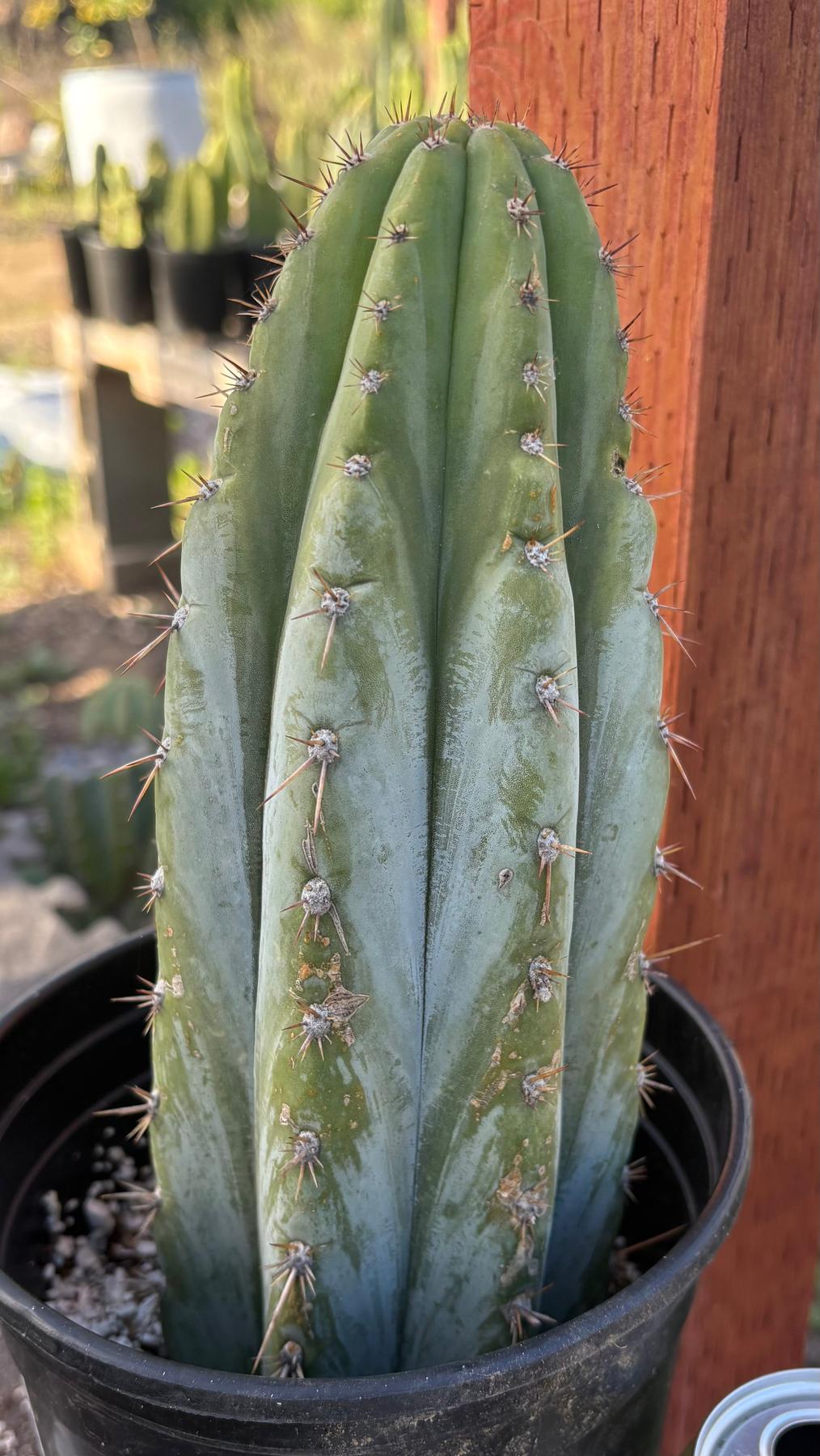 #EC351 EXACT Trichocereus Peruvianus IrvNav Cactus 10”-Cactus - Large - Exact-The Succulent Source