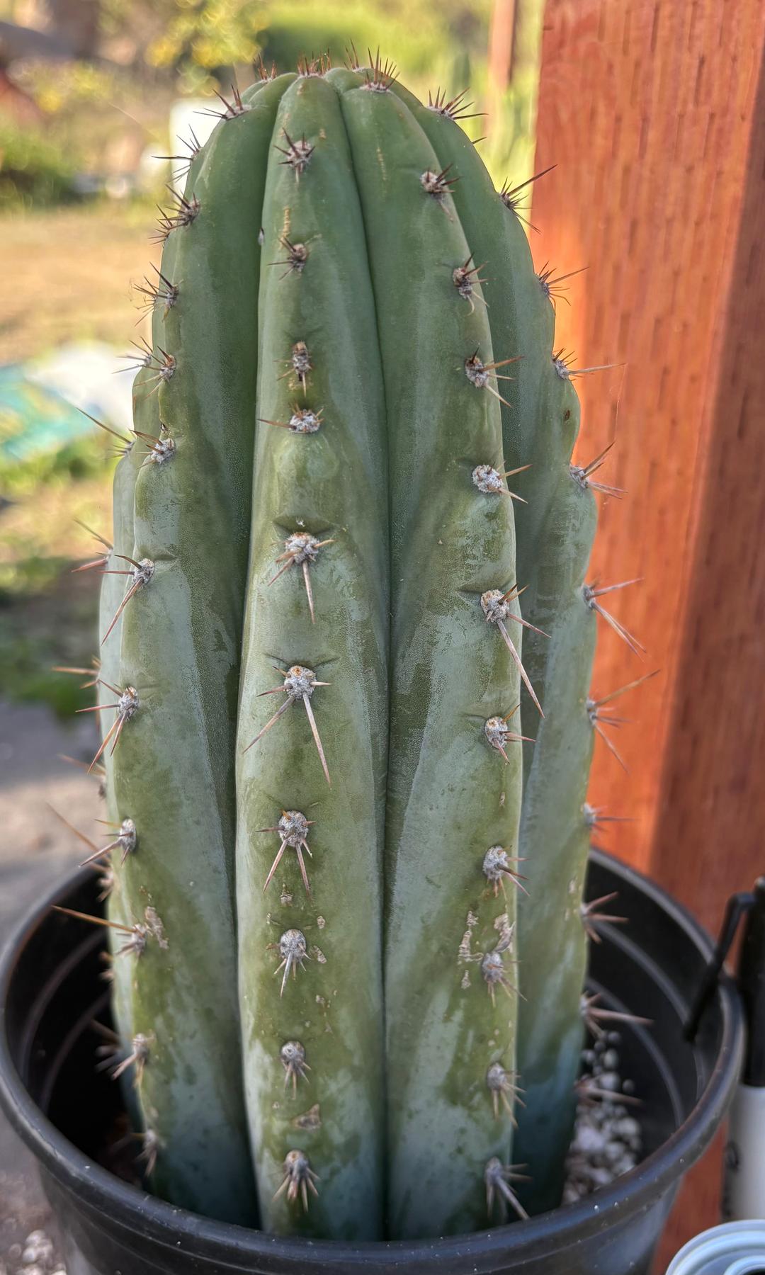 #EC351 EXACT Trichocereus Peruvianus IrvNav Cactus 10”-Cactus - Large - Exact-The Succulent Source