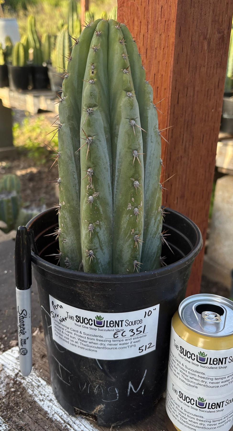 #EC351 EXACT Trichocereus Peruvianus IrvNav Cactus 10”-Cactus - Large - Exact-The Succulent Source