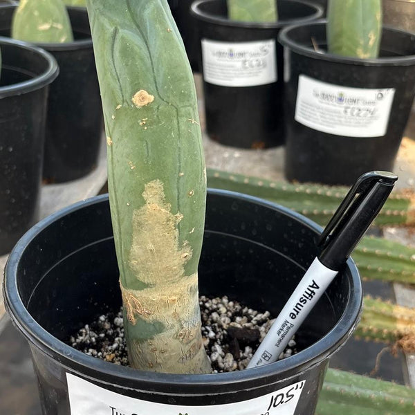 San Pedro Cactus for Sale Trichocereus - #EC352 EXACT Trichocereus