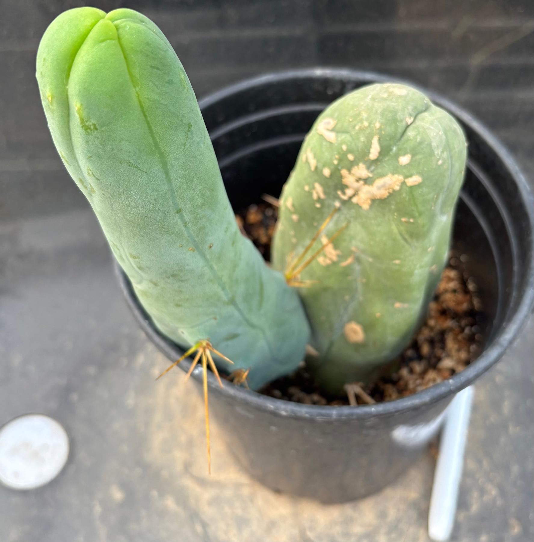 #EC352 EXACT Trichocereus Bridgesii Monstrose TBM Long Form Cactus 8.5"-Cactus - Large - Exact-The Succulent Source
