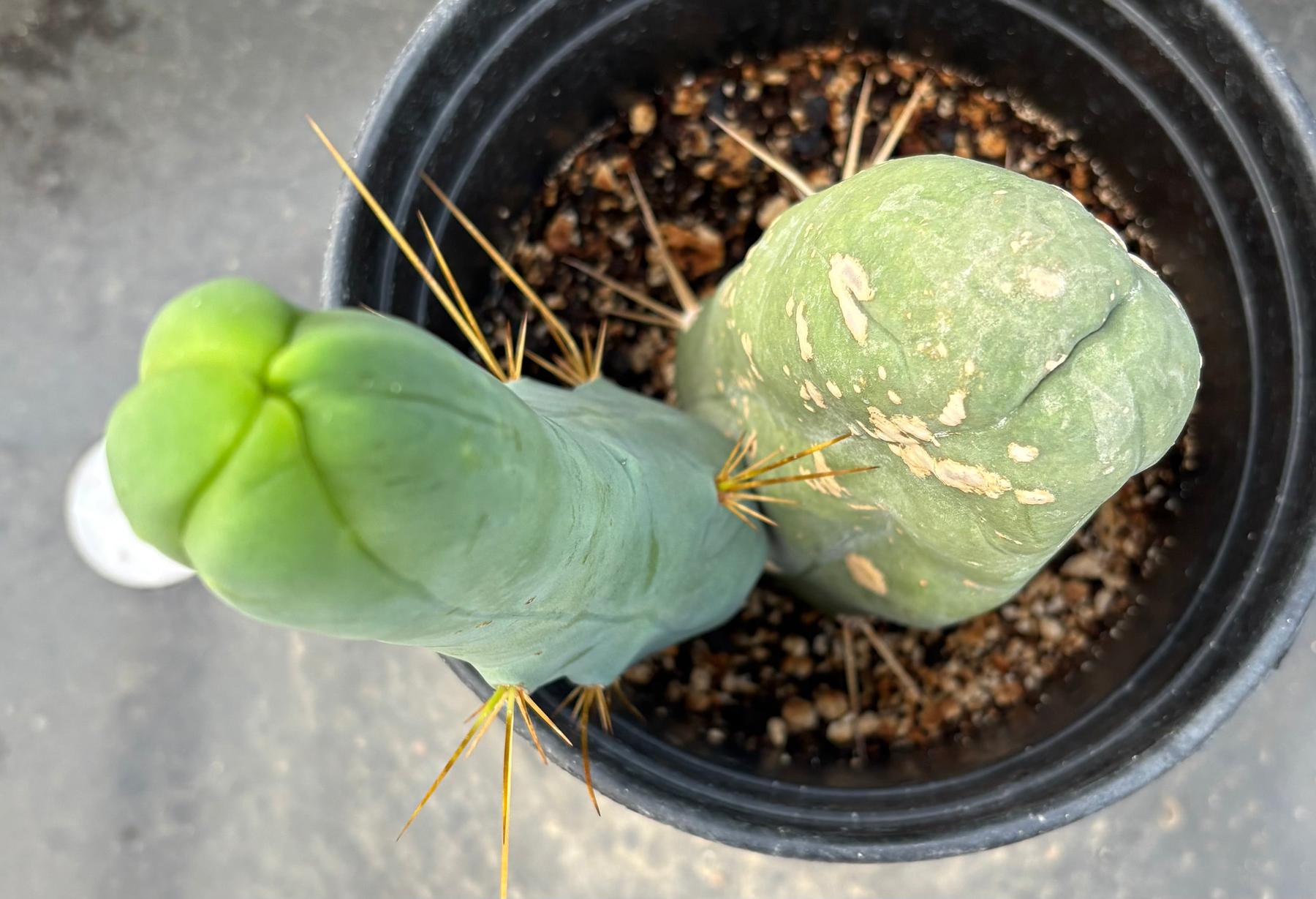#EC352 EXACT Trichocereus Bridgesii Monstrose TBM Long Form Cactus 8.5"-Cactus - Large - Exact-The Succulent Source