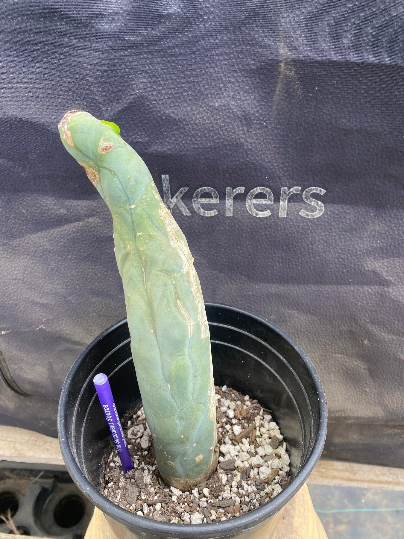 #EC352 EXACT Trichocereus Bridgesii Jiimz Twin Spine Cactus 9.5"-Cactus - Large - Exact-The Succulent Source