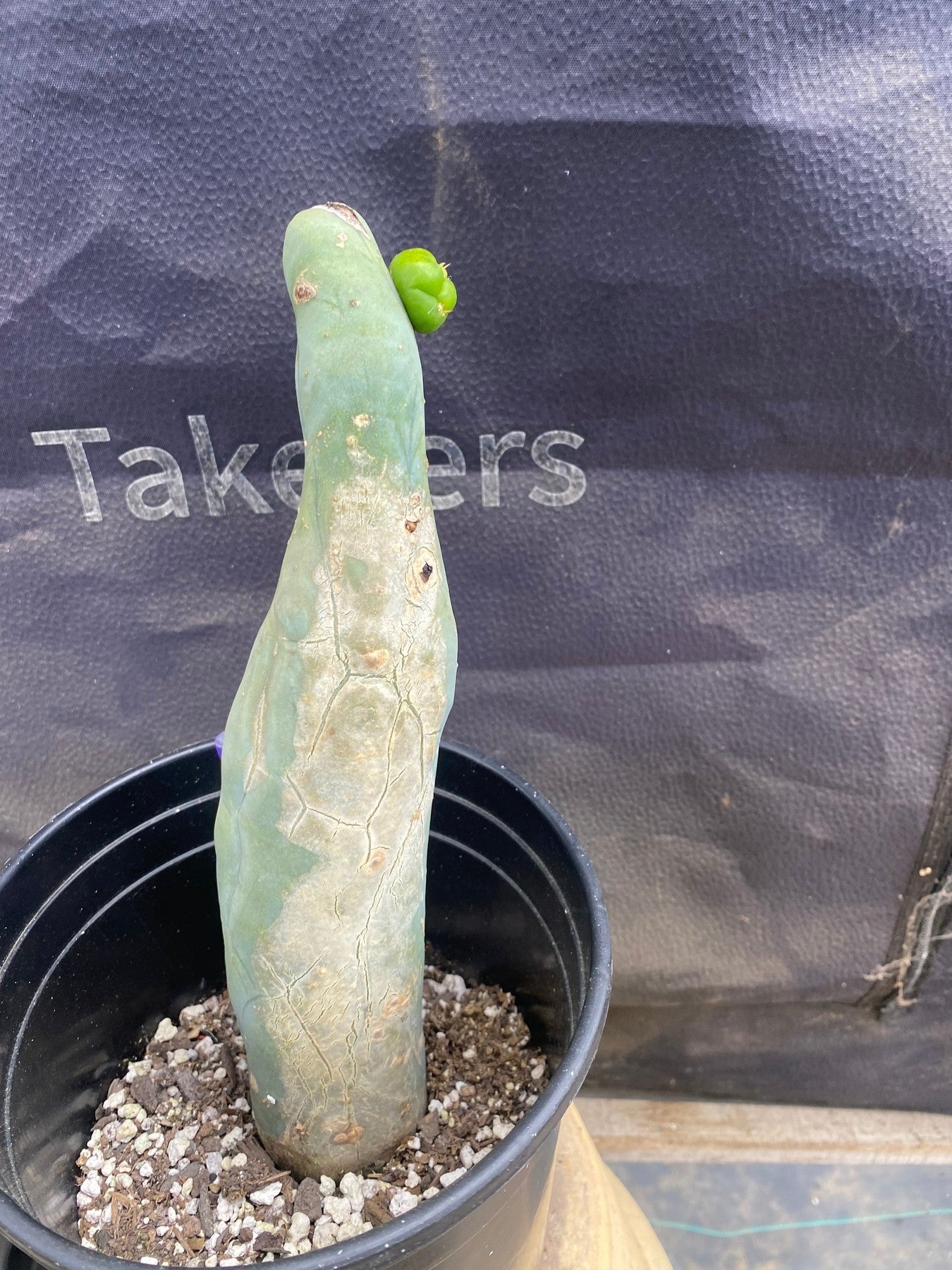 #EC352 EXACT Trichocereus Bridgesii Jiimz Twin Spine Cactus 9.5"-Cactus - Large - Exact-The Succulent Source