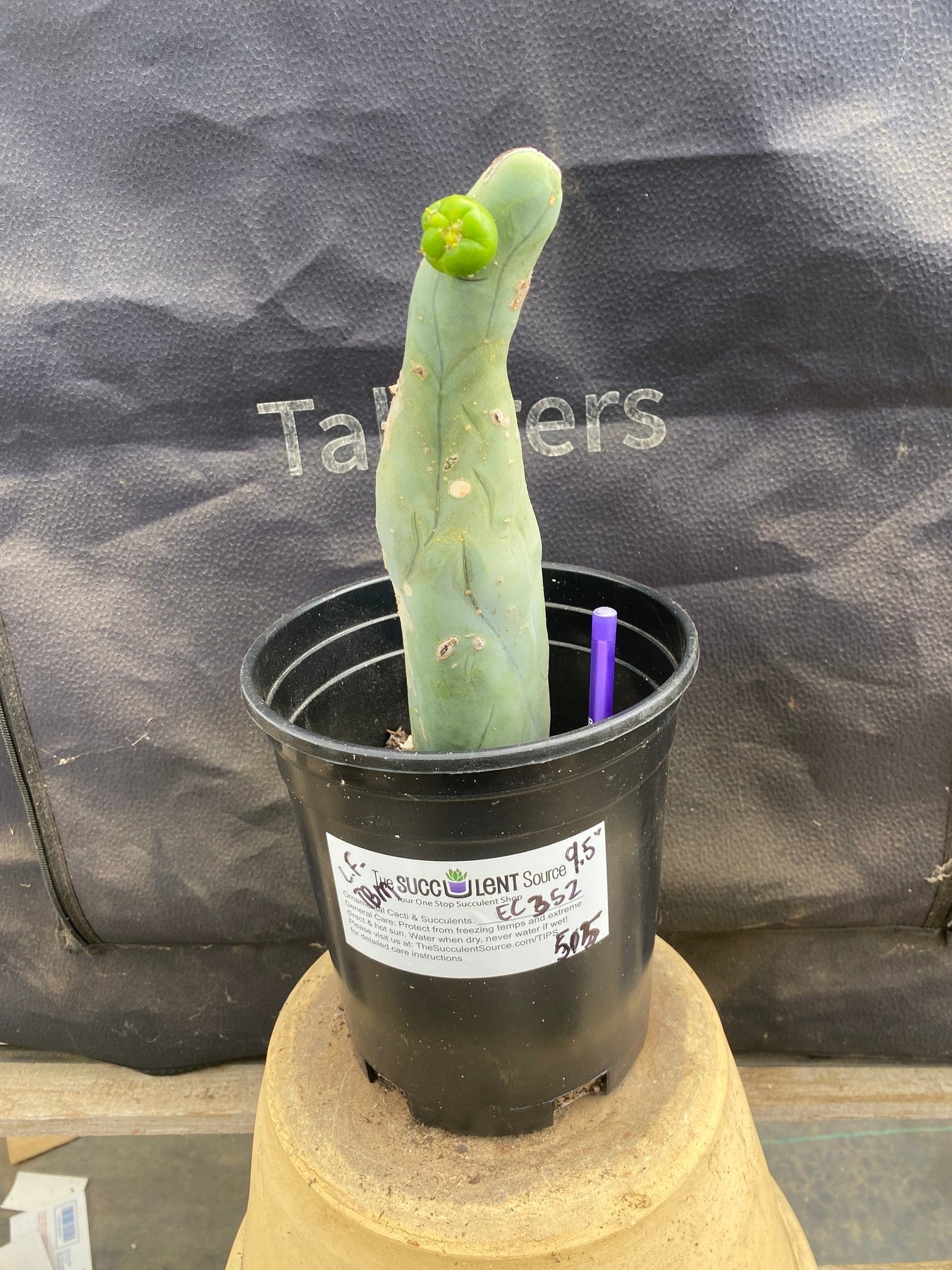 #EC352 EXACT Trichocereus Bridgesii Jiimz Twin Spine Cactus 9.5"-Cactus - Large - Exact-The Succulent Source