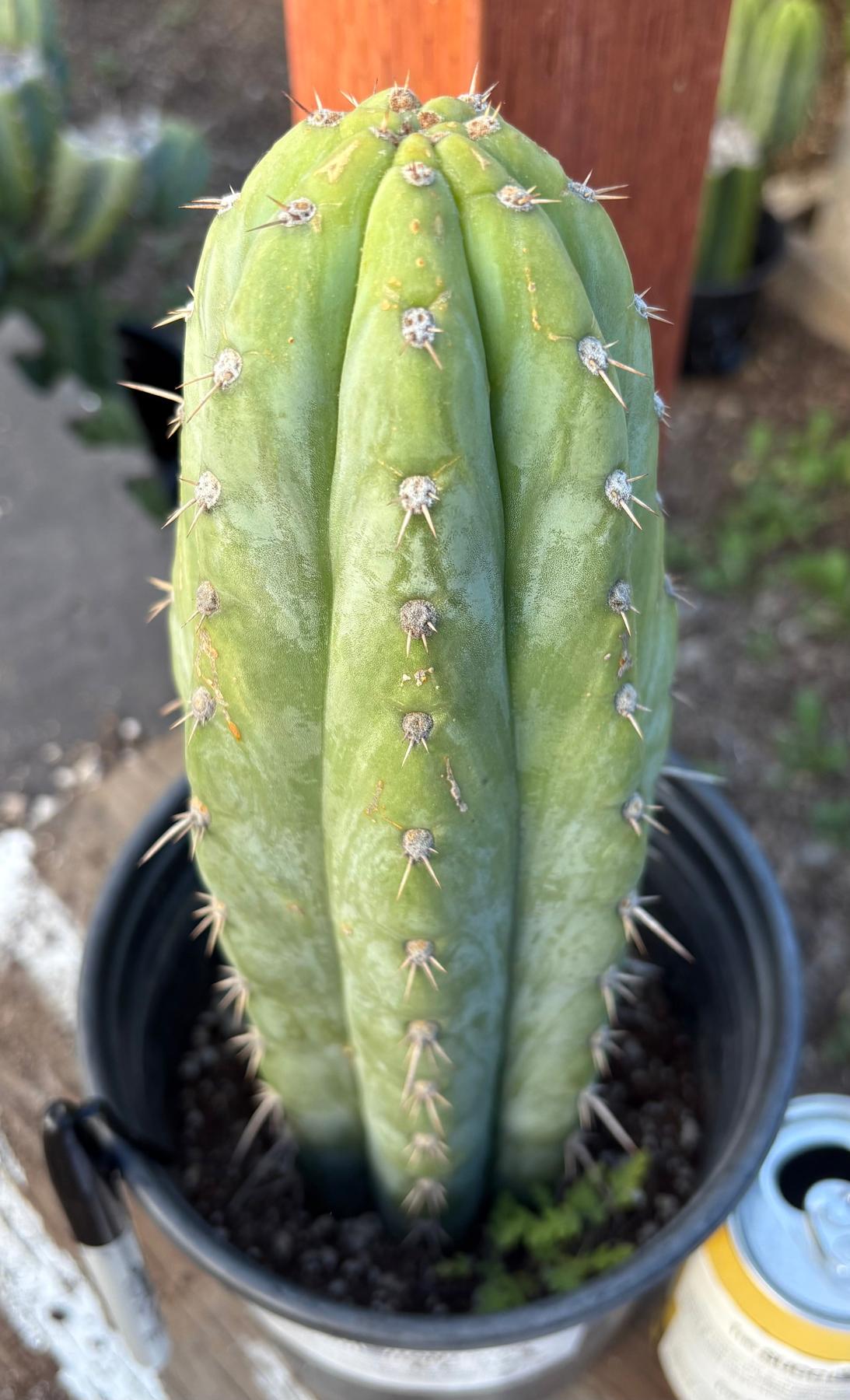 #EC353 EXACT Trichocereus Hybrid Blue Magoo Cactus 11.5”-Cactus - Large - Exact-The Succulent Source