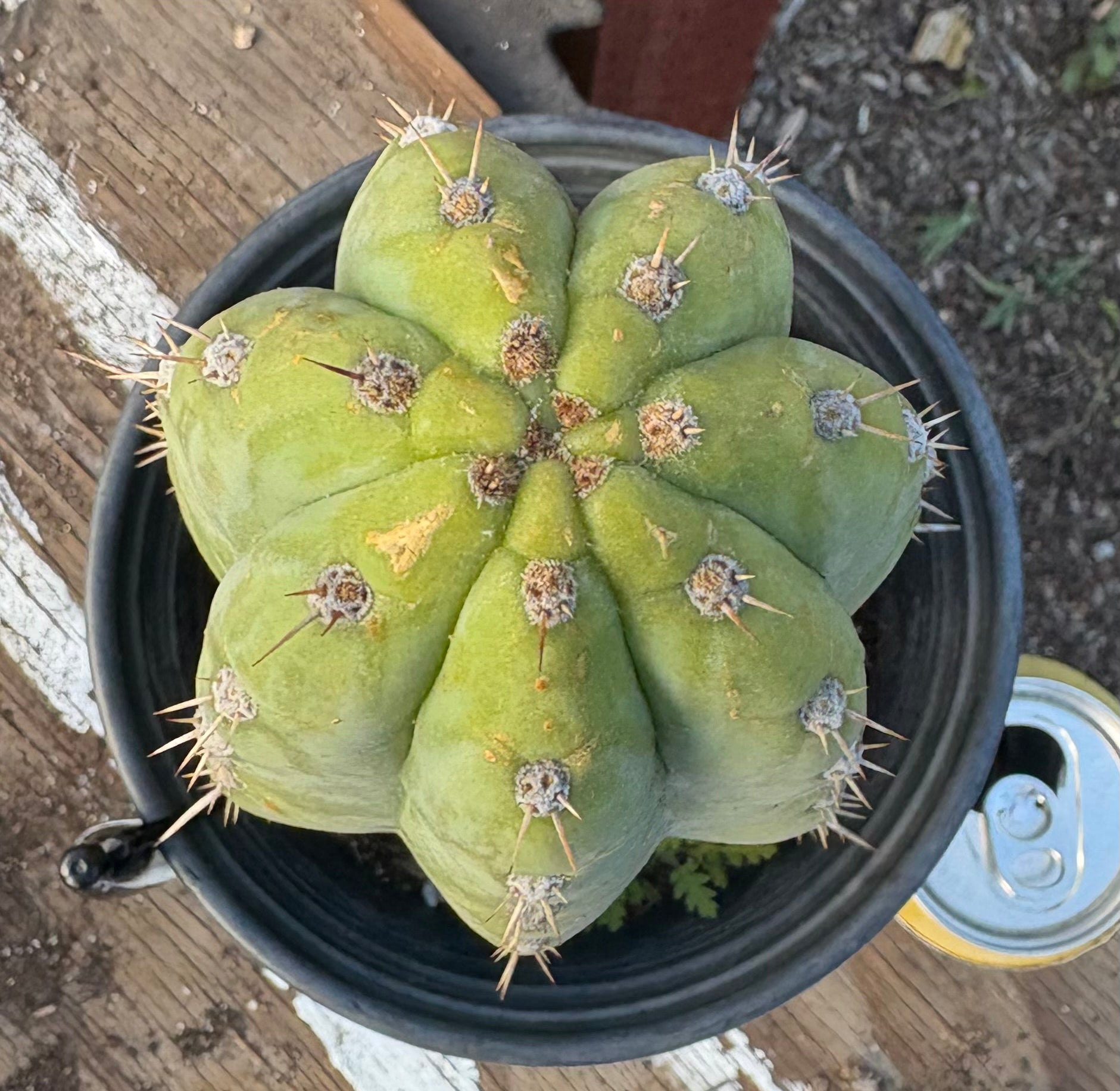 #EC353 EXACT Trichocereus Hybrid Blue Magoo Cactus 11.5”-Cactus - Large - Exact-The Succulent Source