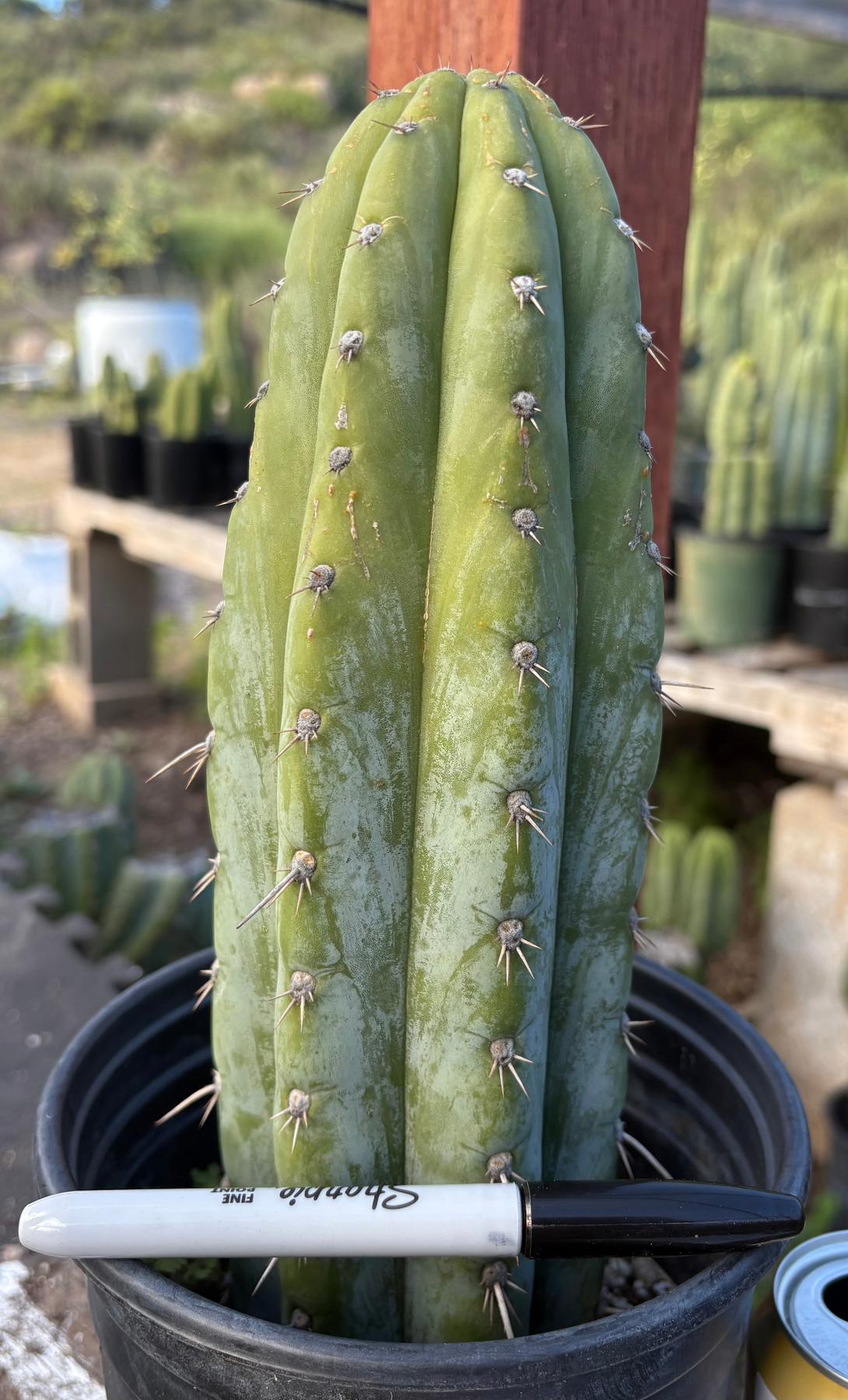 #EC353 EXACT Trichocereus Hybrid Blue Magoo Cactus 11.5”-Cactus - Large - Exact-The Succulent Source