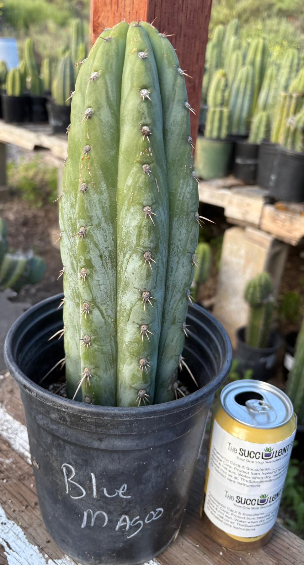 #EC353 EXACT Trichocereus Hybrid Blue Magoo Cactus 11.5”-Cactus - Large - Exact-The Succulent Source