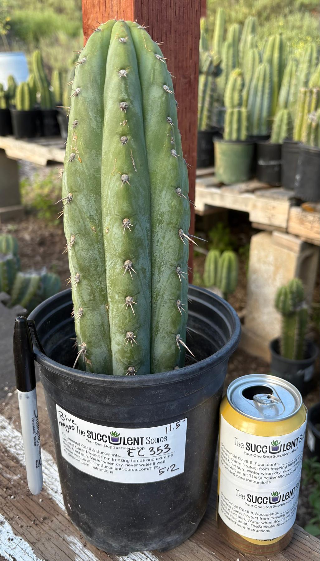 #EC353 EXACT Trichocereus Hybrid Blue Magoo Cactus 11.5”-Cactus - Large - Exact-The Succulent Source