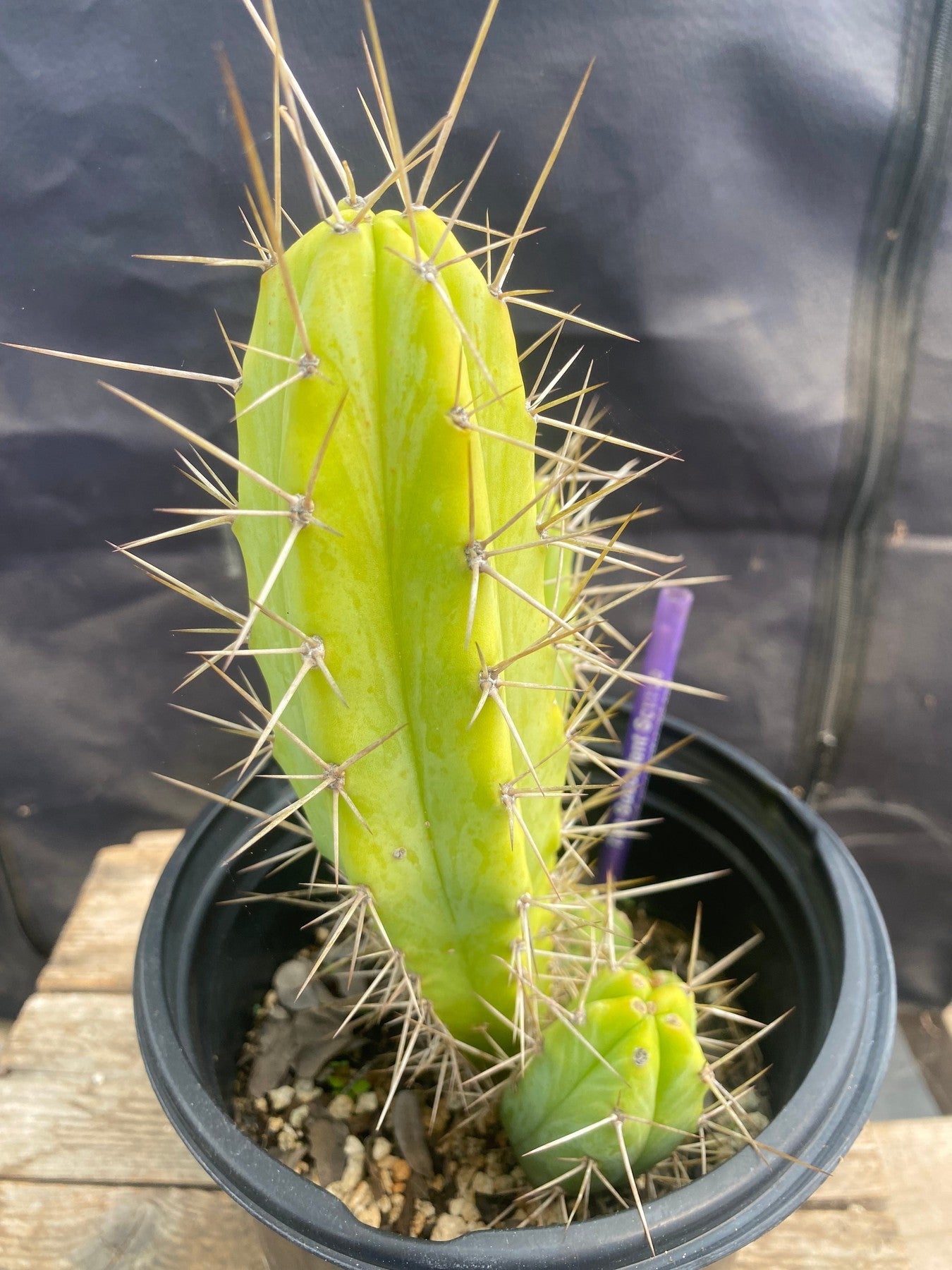 #EC353 EXACT (species) Ornamental Cactus (8.5)-Cactus - Large - Exact-The Succulent Source