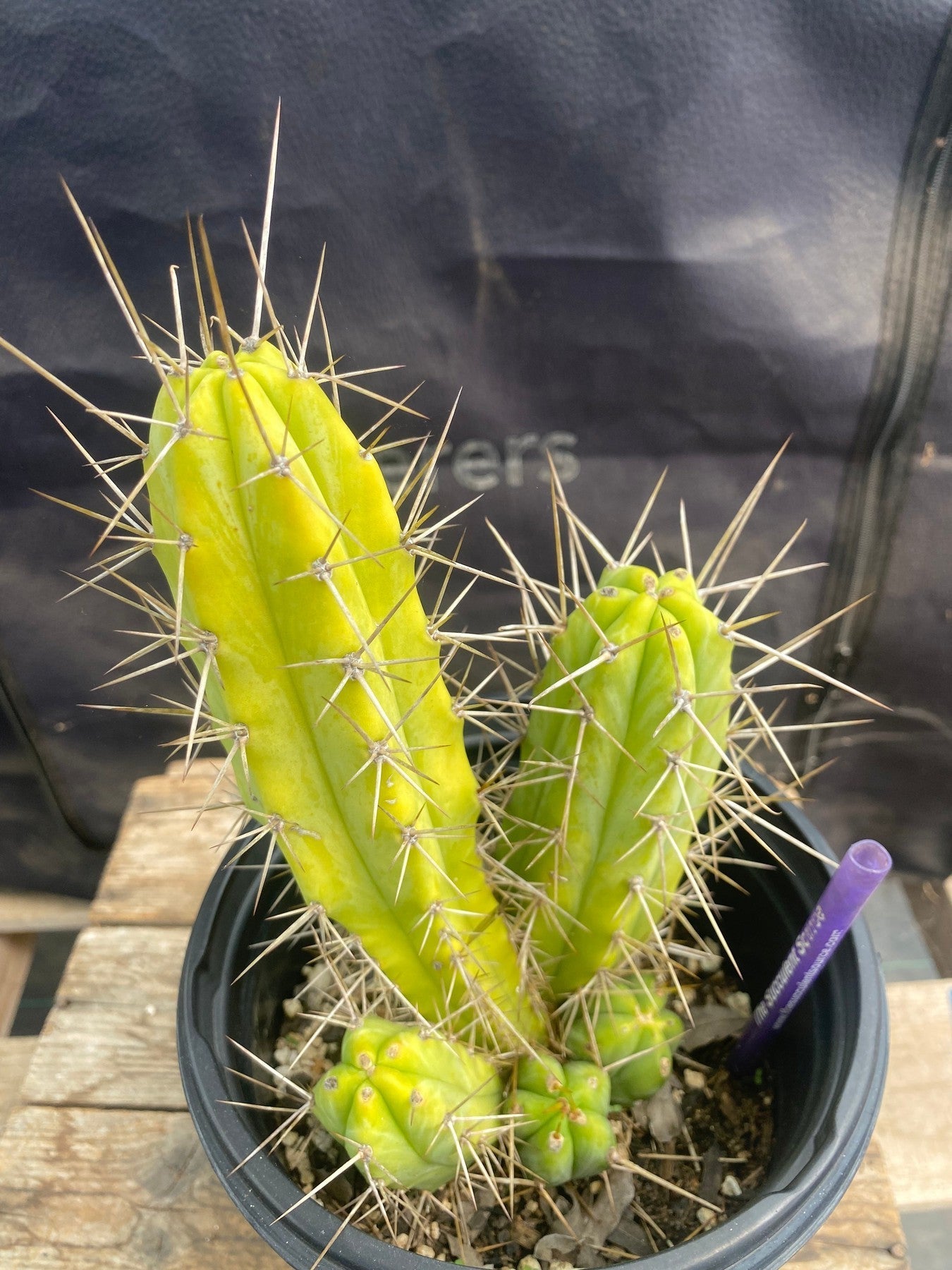 #EC353 EXACT (species) Ornamental Cactus (8.5)-Cactus - Large - Exact-The Succulent Source