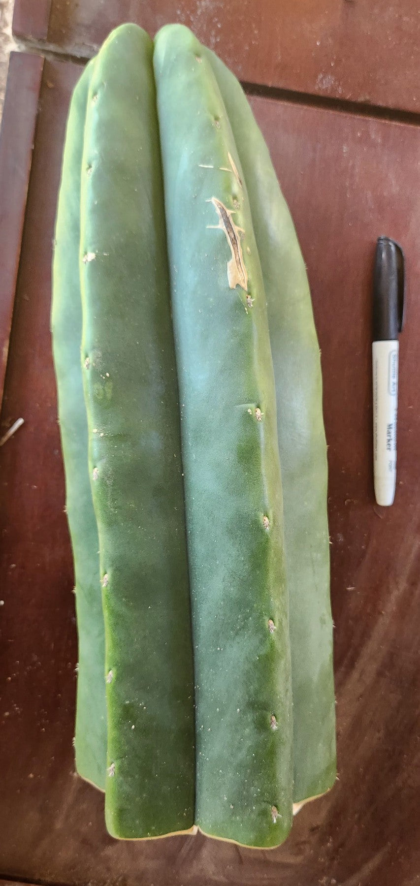 #EC353 EXACT Trichocereus Hybrid Pachanoi Jessica X Scopulicola Cactus 12.5-Cactus - Large - Exact-The Succulent Source