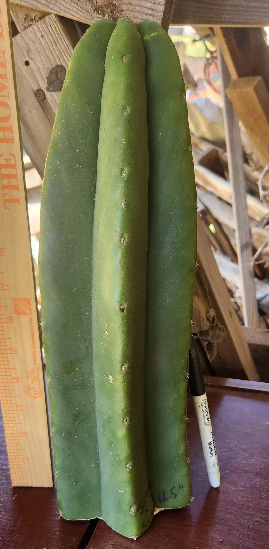 #EC353 EXACT Trichocereus Hybrid Pachanoi Jessica X Scopulicola Cactus 12.5-Cactus - Large - Exact-The Succulent Source
