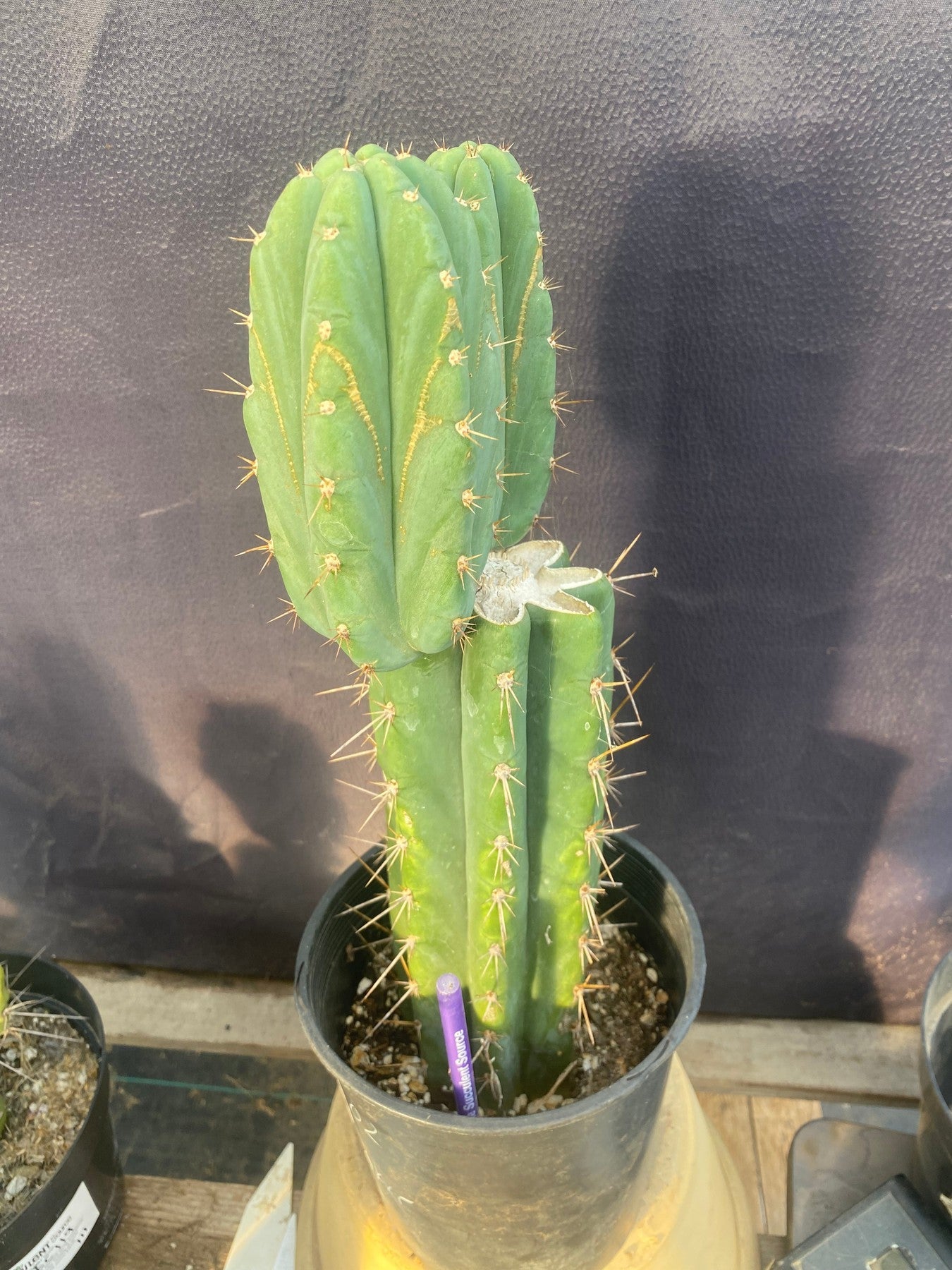 #EC353 EXACT Trichocereus Hybrid SS0102 X Bridgesii Baker Cactus 14”-Cactus - Large - Exact-The Succulent Source