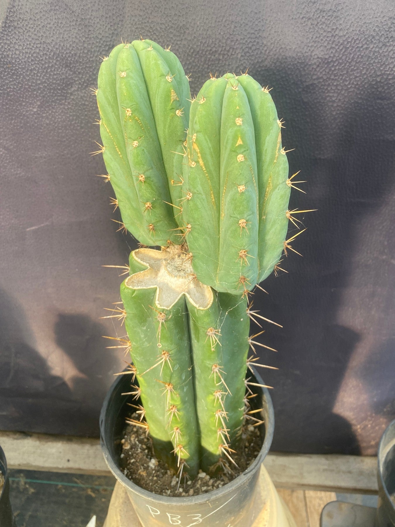 #EC353 EXACT Trichocereus Hybrid SS0102 X Bridgesii Baker Cactus 14”-Cactus - Large - Exact-The Succulent Source