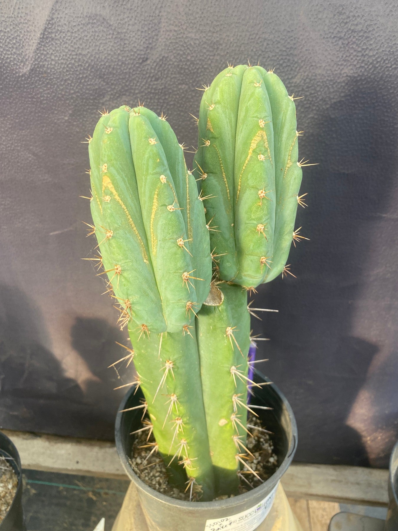 #EC353 EXACT Trichocereus Hybrid SS0102 X Bridgesii Baker Cactus 14”-Cactus - Large - Exact-The Succulent Source