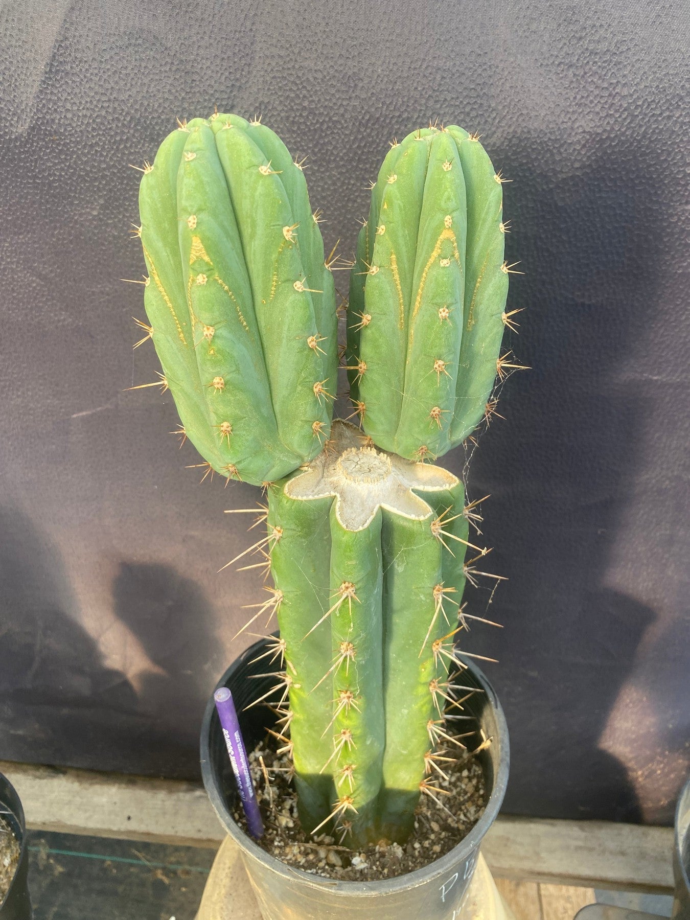 #EC353 EXACT Trichocereus Hybrid SS0102 X Bridgesii Baker Cactus 14”-Cactus - Large - Exact-The Succulent Source