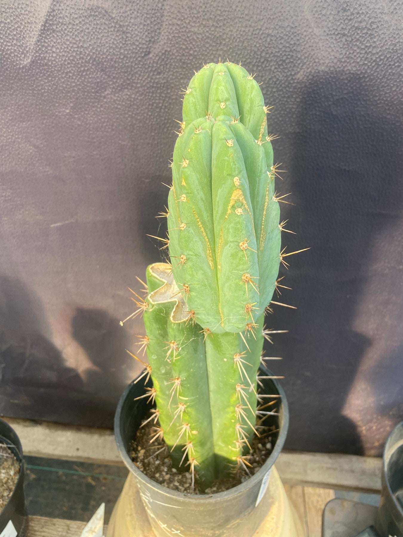 #EC353 EXACT Trichocereus Hybrid SS0102 X Bridgesii Baker Cactus 14”-Cactus - Large - Exact-The Succulent Source