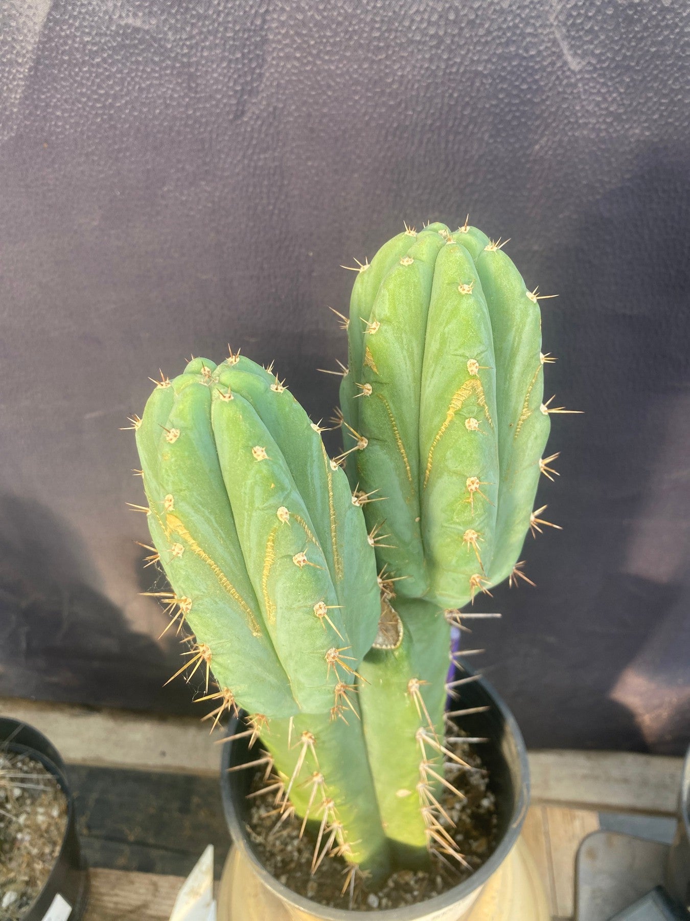 #EC353 EXACT Trichocereus Hybrid SS0102 X Bridgesii Baker Cactus 14”-Cactus - Large - Exact-The Succulent Source