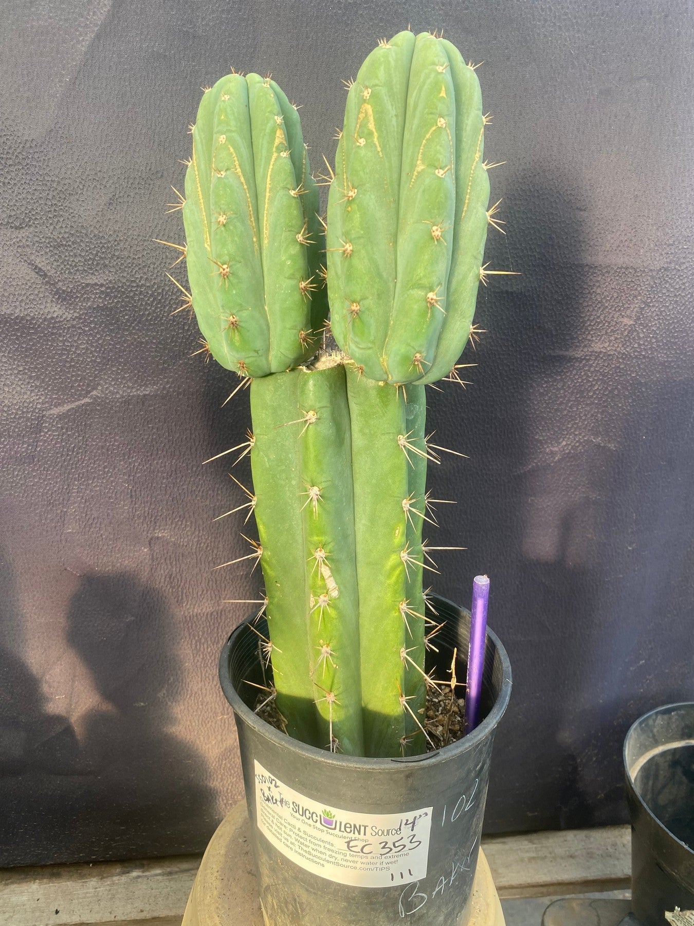 #EC353 EXACT Trichocereus Hybrid SS0102 X Bridgesii Baker Cactus 14”-Cactus - Large - Exact-The Succulent Source