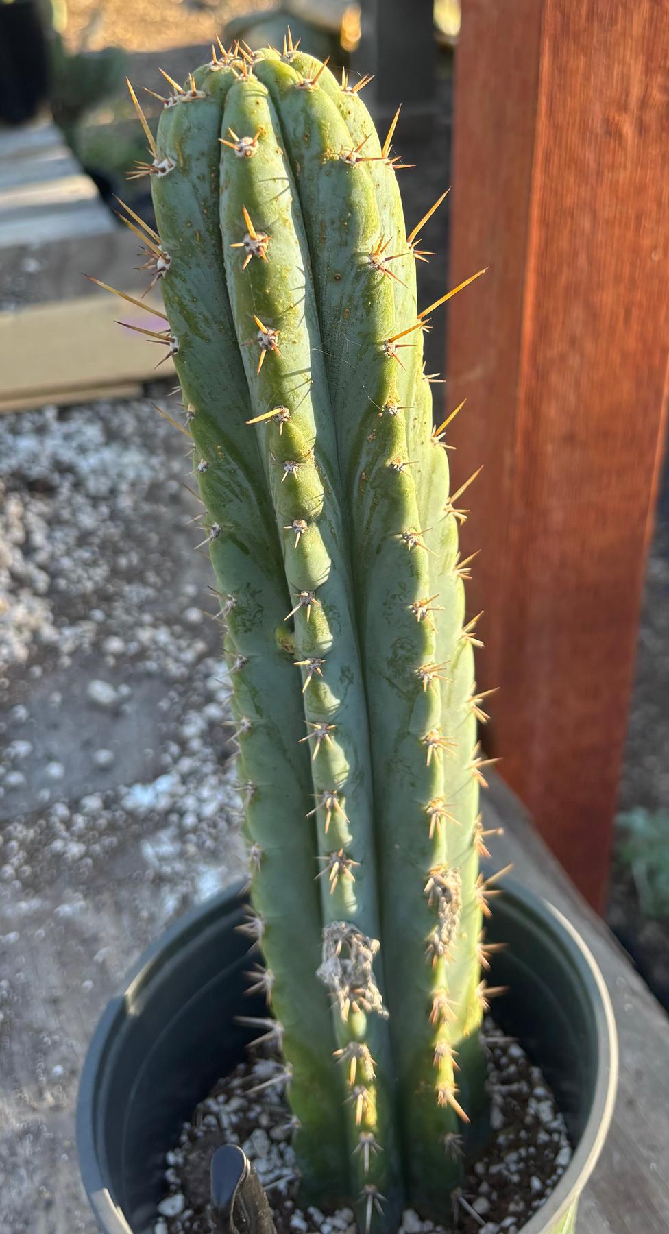 #EC353 EXACT Trichocereus Peru James X Colossus Cactus 14.5”-Cactus - Large - Exact-The Succulent Source